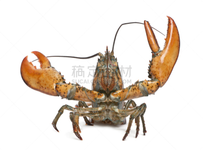 北方深红色食蜂鸟,正面视角,留白,水平画幅,注视镜头,无人,海产,工作室,动物主题,看