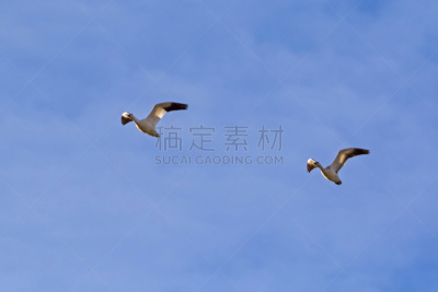鸟类,雪雁,加利福尼亚,沙顿海,水平画幅,鹅肉,云,动物身体部位,野外动物,不能飞的鸟