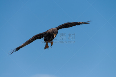 福克兰群岛,条纹长腿兀鹰,食品,野生动物,肖像,草,动物,鸟类,有冠长腿兀鹰,鹰爪