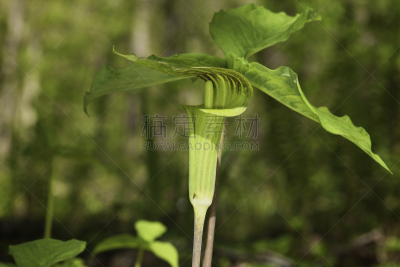 黄花菖蒲,植物,水平画幅,无人,泽泻目,野生植物,仅一朵花,野花,单子叶植物,摄影