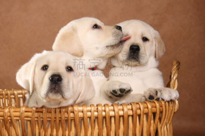 小狗,拉布拉多犬,褐色,动物嘴,水平画幅,金毛拉布拉多猎犬,篮子,狗,深情的,纯种犬