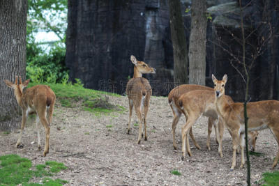 brow-antlered deer,美,水平画幅,无人,动物身体部位,草,眉毛,人的眼睛,哺乳纲,汉堡包