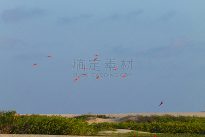 鲜红色朱鹭,巴西,巴雷里尼亚斯,马拉尼昂洲,水,天空,褐色,风,水平画幅,沙子