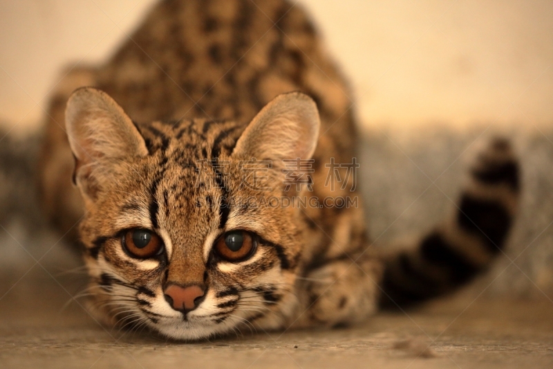 野生猫科动物,巴西,虎,南美洲虎猫,南美,猫,水平画幅,无人,野猫,卡丁加群落