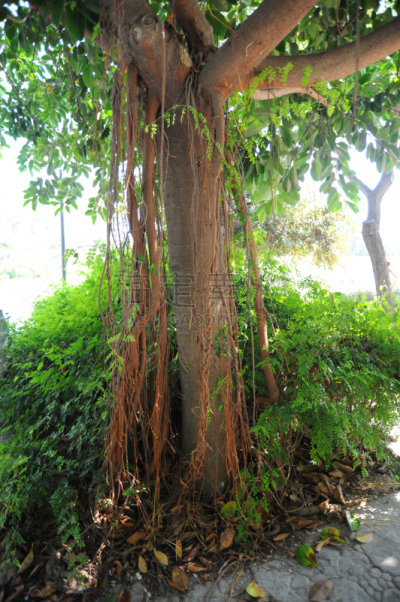 indian rubber houseplant,原生林,自然,垂直画幅,褐色,新的,灰色,绿色,无人,嫩枝