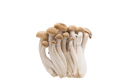蘑菇,山毛榉树,褐色,白色背景,姬菇,水平画幅,食品杂货,素食,特写,白色