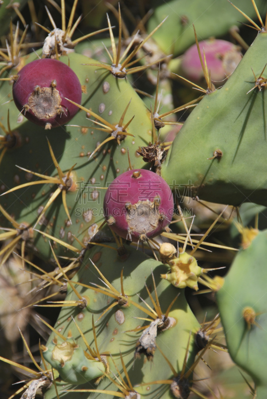 仙人球,两个物体,giant prickly pear cactus,可食用花,无花果树,垂直画幅,尖的,素食,无人,荆棘