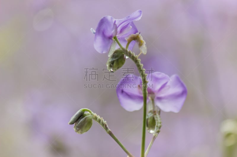 泰国,紫色,田地,特写,选择对焦,查济,自然美,光,鸭跖草,植物