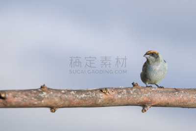 裸鼻雀,鸟类,可爱的,野生动物,环境,雄性动物,翅膀,北美歌雀,动物,户外