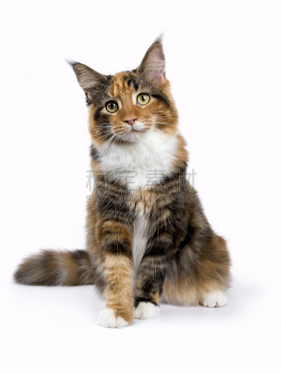 小猫,白色背景,缅因库恩猫,幼小动物,分离着色,垂直画幅,机敏,注视镜头,无人,工作室