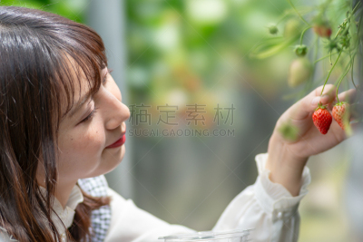 草莓,留白,水平画幅,美人,夏天,特写,采果器,仅成年人,农作物,清新