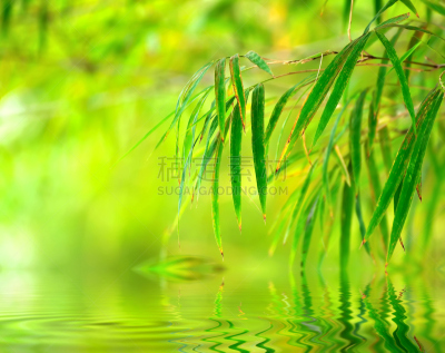 叶子,抽象,春天,竹,绿色背景,风水,水,枝繁叶茂,草