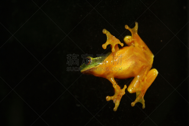 树蛙,红眼树蛙,水平画幅,动物身体部位,热带雨林,特写,雨林,明亮,人的眼睛,看