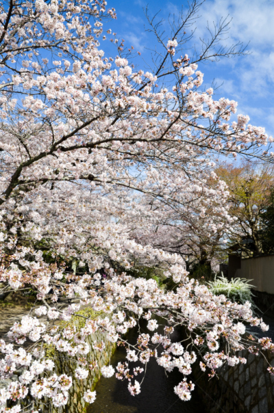 樱花,京都市,哲学之道,日本,垂直画幅,天空,无人,运河,户外,著名景点