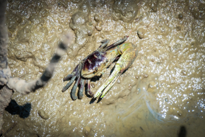 自然,红树,fiddler crab,生活方式,鬼蟹,滩涂,野生动物,洞,水平画幅,小的