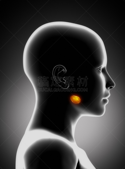 唾液腺,垂直画幅,女人,喉咙,人类腺体,人的嘴,淋巴系统,人,健康保健