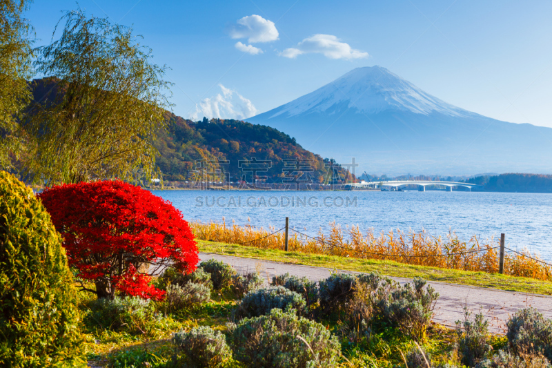 富士山,秋天,河口湖,水平画幅,火山地形,户外,湖,日本人,植物,芦苇