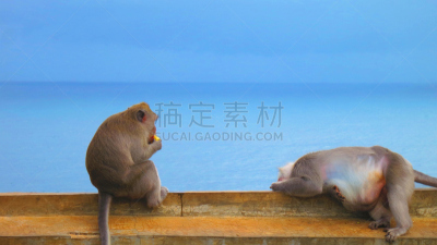 乌鲁瓦度,猴子,巴厘岛,悬崖,寺庙,围墙,猕猴,动物家庭,水,天空