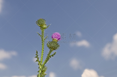 夏天,保加利亚,北,田地,腹侧面,蓟,美,水平画幅,无人,户外