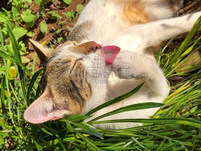 斑纹猫,爪子,白色,菜园,植物群,外立面,洗衣服,狗,手掌,小猫
