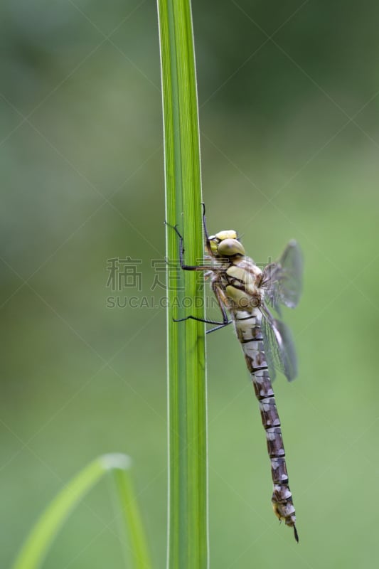 南,霍克,垂直画幅,southern hawker dragonfly,野生动物,蜻蜓,芦苇,无人,动物,昆虫