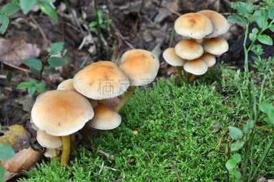 蘑菇,绿色背景,组物体,褐色,水平画幅,孢子,基粒间片层,生物,秋天,无人