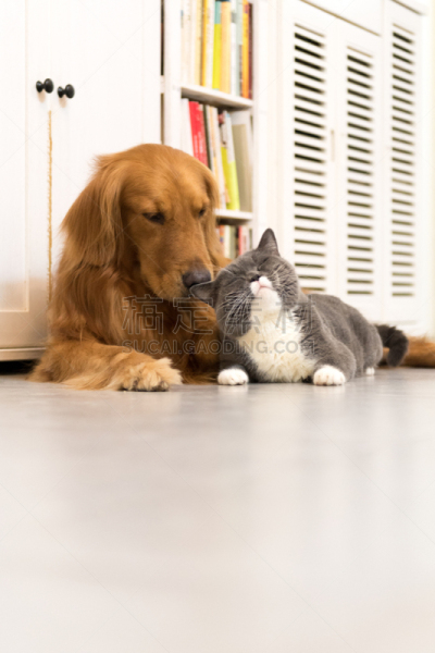短毛猫,金毛寻回犬,狗,垂直画幅,纯种犬,可爱的,无人,腹腔,哺乳纲,宠物