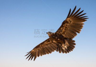 鹰,利用鹰打猎,迪拜,阿拉伯联合酋长国,沙漠,斑点,沙子,阿拉伯女袍,男性,阿曼
