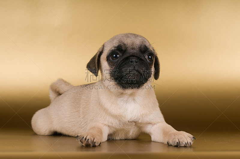 巴哥犬 背景 金色 正面视角 褐色 纯种犬 水平画幅 注视镜头 小的 可爱的图片素材下载 稿定素材