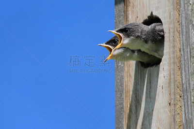 树燕,婴儿,自然,野生动物,洞,水平画幅,木制,无人,鸟类,观鸟