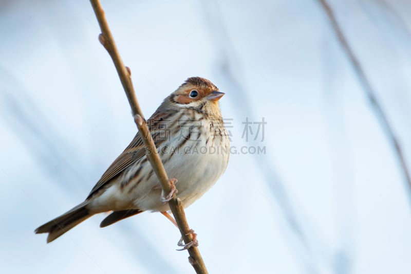 雪巫鸟,荷兰,枝,小的,野生动物保护,装饰旗,美,水平画幅,鸟类,苏格兰