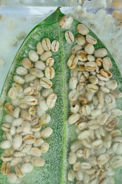 背景,冰,冻结的,绿色,咖啡豆,饮料,活力,寒冷,健康保健,咖啡