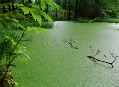 湖,簇叶从生的,森林,浮萍,水,留白,停泊的,旷野,摩尔人风格,水平画幅