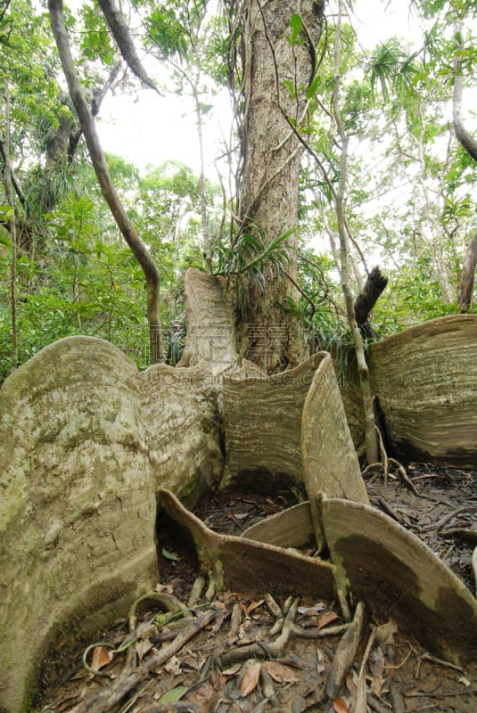 垂直画幅,植物,冲绳县,热带气候,无人,竹富町,热带树,热带雨林,西表岛,户外