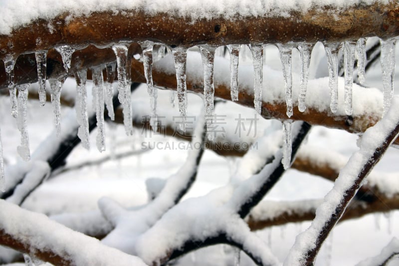 冬天,冻结的,冰雪风暴,留白,褐色,暴风雨,四肢,气候,温度,水平画幅