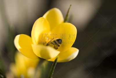 蜜蜂,自然,水平画幅,绿色,无人,草,仅一朵花,自然美,春天,彩色图片