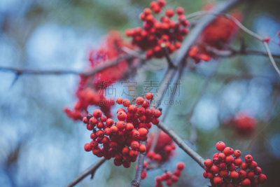 熟的,花楸浆果,红色,动物手,选择对焦,水平画幅,无人,夏天,特写,俄罗斯