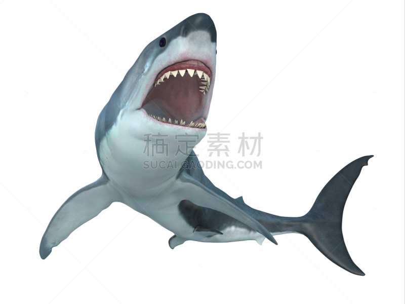 大白鲨,水平画幅,巨大的,水下,鲨鱼,野外动物,图像,热带气候,水生动植物,鱼类
