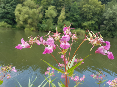 凤仙花属植物,观赏宝石草,水生植物,水平画幅,无人,花序,花头,鲜花盛开,德国,草药