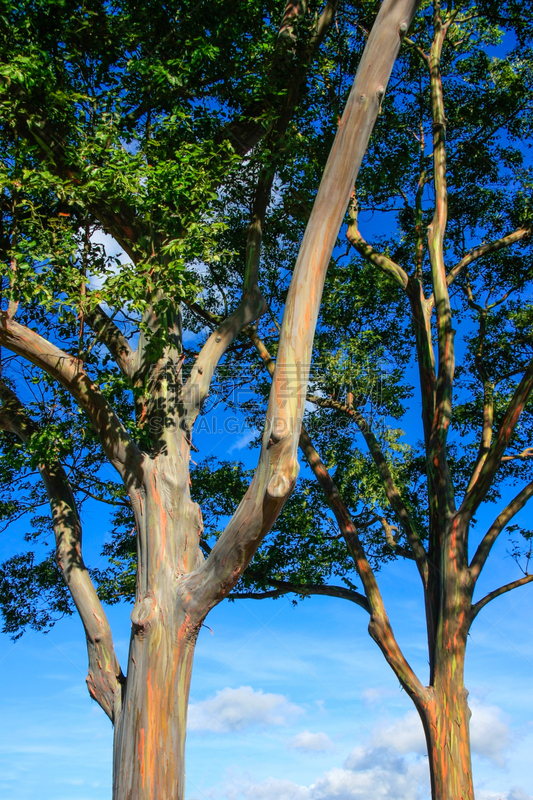 桉树,平衡折角灯,夏威夷大岛,mindanao gum tree,棉兰老岛,自然,垂直画幅,褐色,式样,无人
