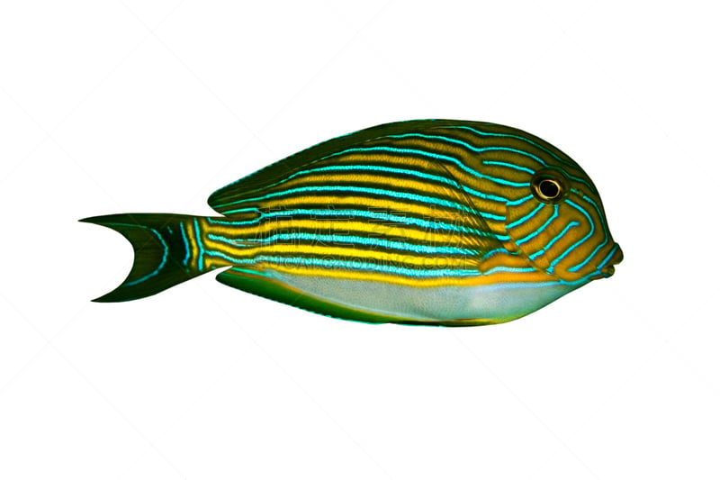 striped surgeonfish,白色,分离着色,热带鱼,水,水平画幅,无人,水下,异国情调,植物