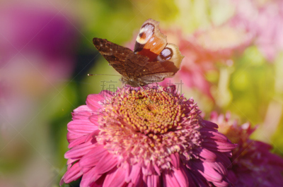 A stunning Peacock Butterfly, Aglais io, on chrysanthemum flower in a morning sunlight.