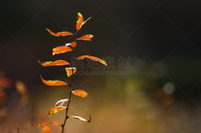 秋天,叶子,风景,自然,褐色,水平画幅,树篱,无人,特写,植物