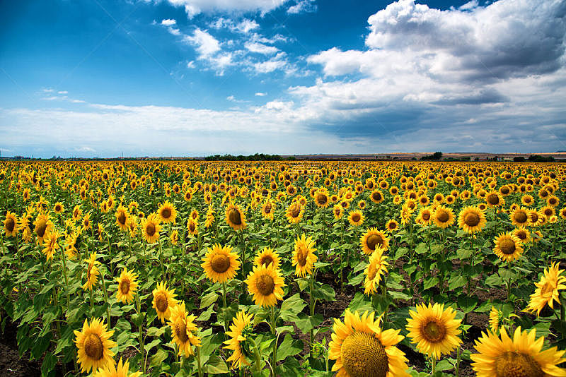 田地,保加利亚,向日葵,布尔加斯,天空,水平画幅,无人,夏天,户外,活力