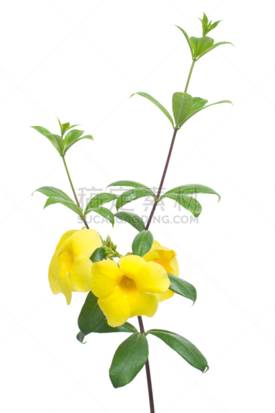 金色,小号,垂直画幅,芳香的,无人,毛莨科,软枝黄蝉,特写,明亮,农作物