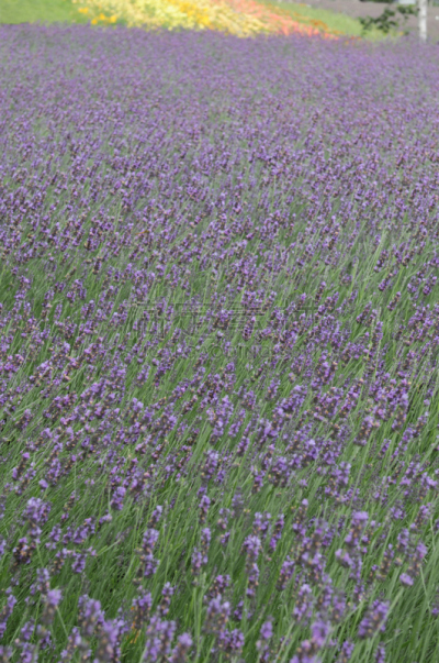 熏衣草,田地,垂直画幅,草地,富良野盆地,无人,日本,夏天,户外,北海道