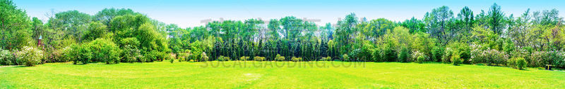 公园,春天,早晨,曼哈顿,园林,地形,草,草坪,都市风景,草地