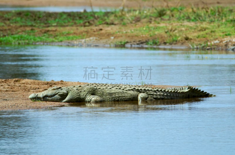 鳄鱼,水平画幅,无人,非洲,坦桑尼亚,野外动物,户外,爬行纲,尼罗鳄,河流