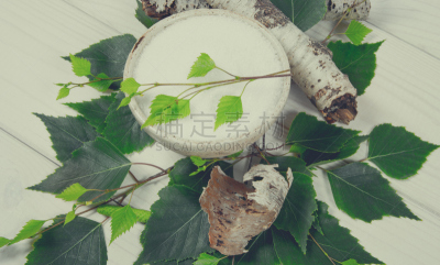 甜味剂,糖,白色,木制,木糖醇,白桦,背景,人造的,水平画幅,现代