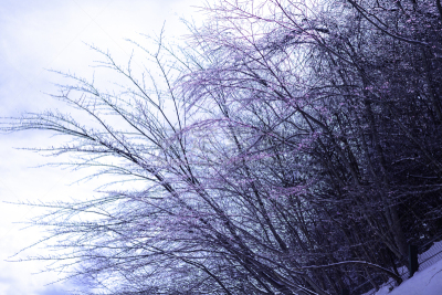 冬天,雪,日本,安静,云,深雪,木制,晴朗,长野城,白色